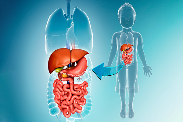 Illustration of digestive system